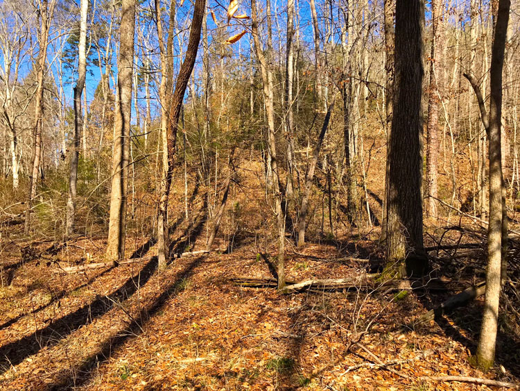 Woods near Fair Play Camp